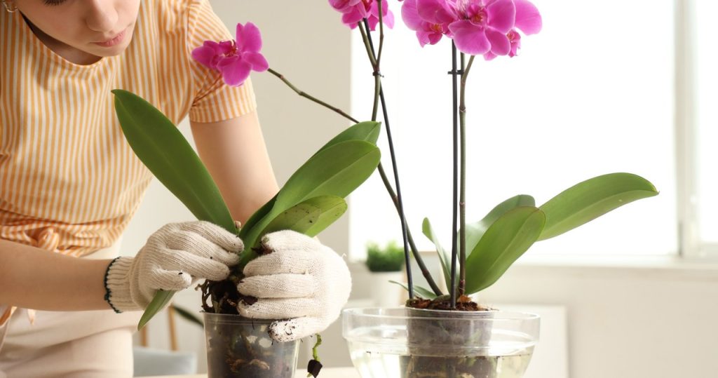 Jak oživit přelitou orchidej: podrobný návod