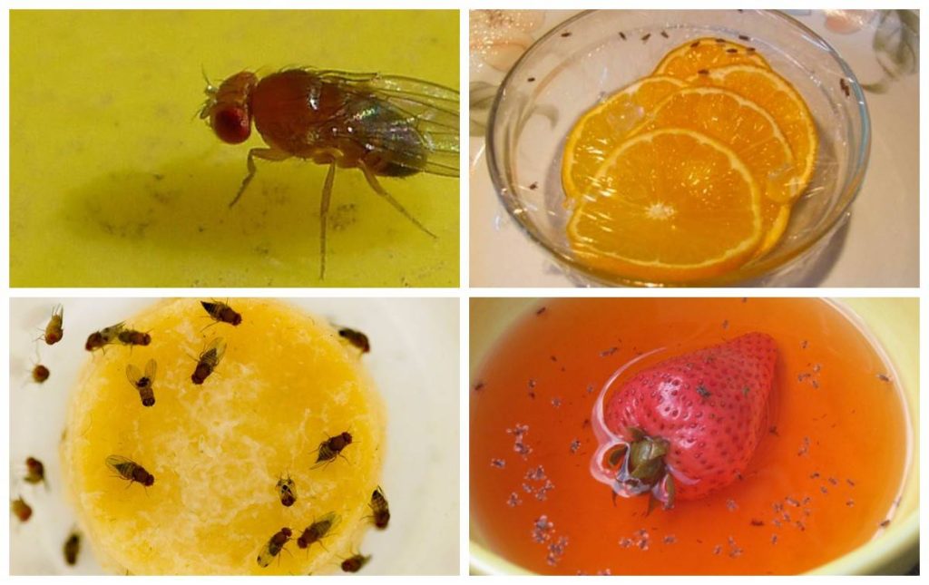 Mušky v kuchyni: velmi jednoduchá domácí past ze 3 ingrediencí