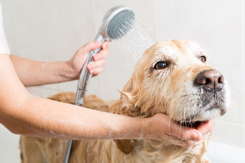 Veterináři bijí na poplach: co byste nikdy neměli dělat se psem, protože je to nebezpečné