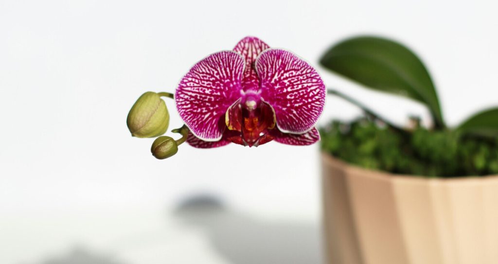 Jak oživit orchidej: tři způsoby, jak ji vrátit k životu
