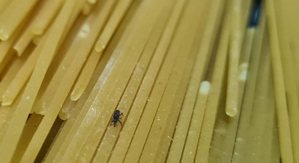 Moje špagety byly plné brouků, ale já o tom nevěděl: jak odhalit a zničit brouky v jídle