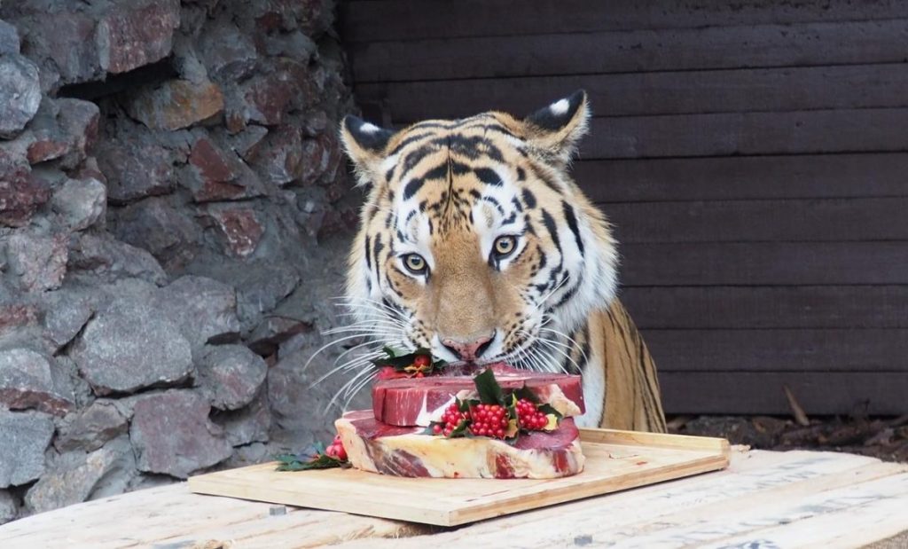 Dánská zoo žádá o darování živých zvířat jako potravu pro dravce výměnou za daňové úlevy pro jejich majitele.