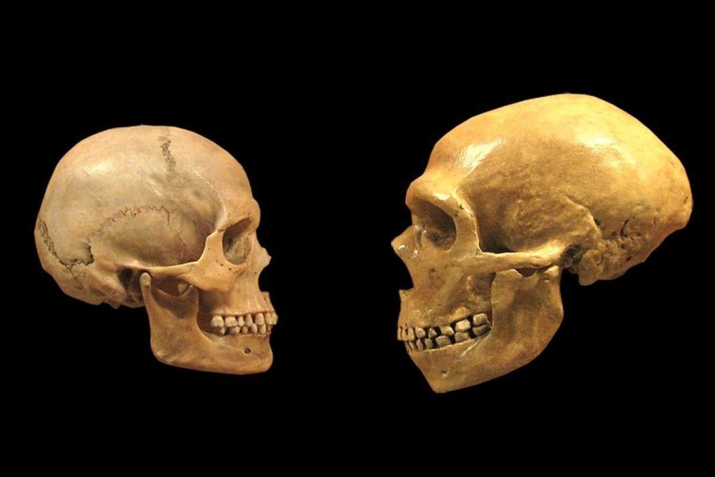 Byla nalezena nejstarší stopa křížení neandrtálců a Homo sapiens: lebka dítěte, které žilo před 140 000 lety.