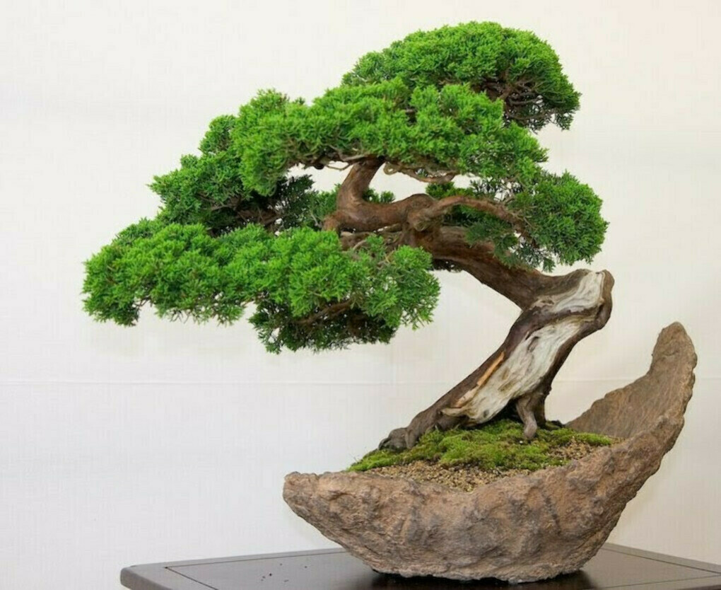 Tento bonsai voní jako luxusní parfém. Pěstujte ho doma i na zahradě
