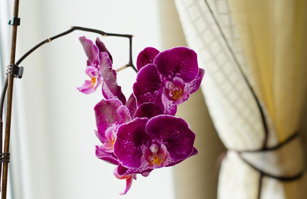 Kde zastřihnout orchidej po odkvětu? Jeden trik a budete mít dvakrát více poupat