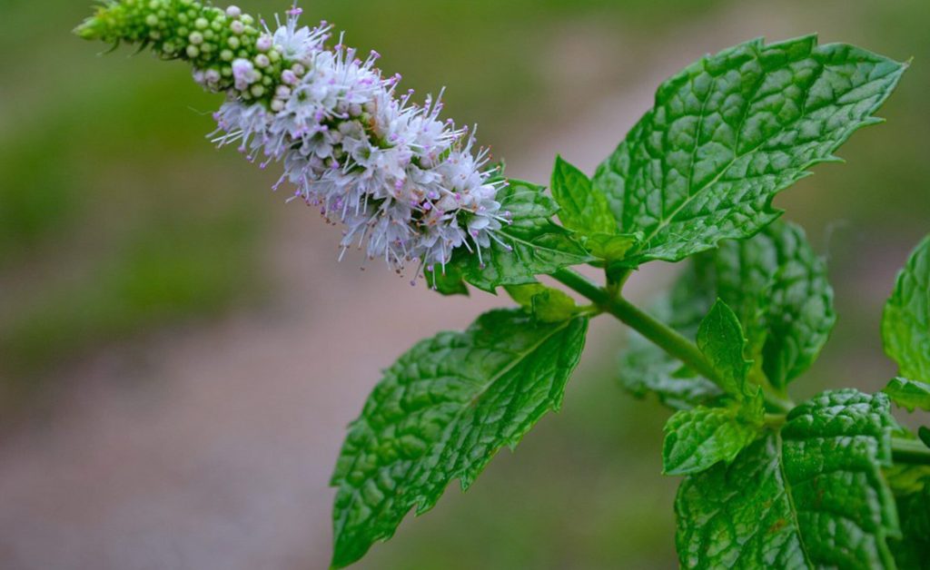Ani máta, ani citronella: babiččin recept na komáry a mouchy v létě