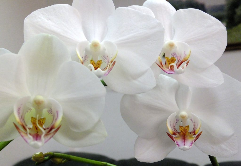 Orchidej odmítá kvést? Dejte jí vitamínové hnojivo a konečně rozkvete.