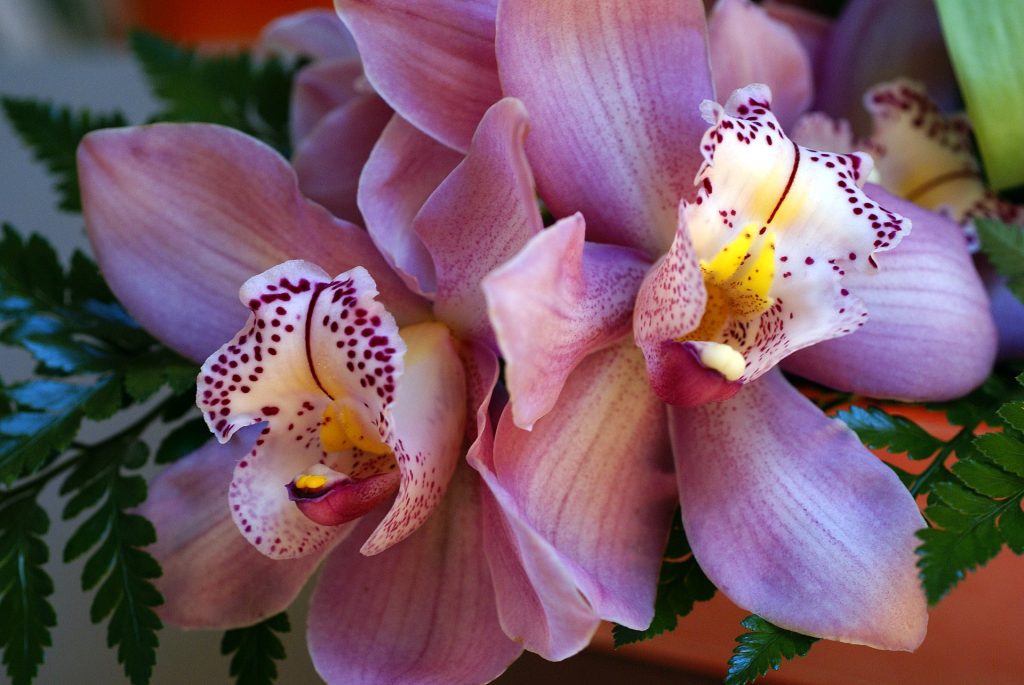 Levné domácí hnojivo, které zachrání i umírající orchidej.