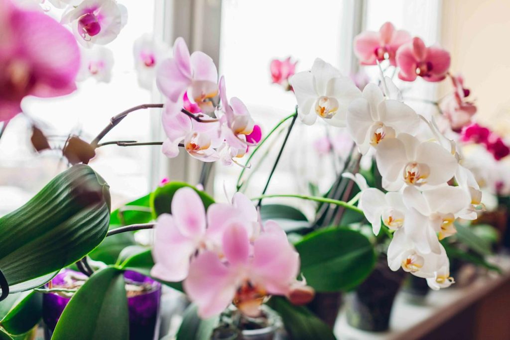 Orchidej bude kvést jako nikdy předtím! Stačí z ní odstranit toto