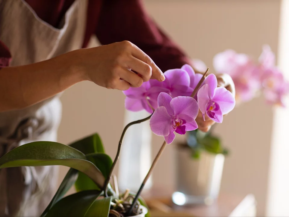 Orchidej bude kvést jako nikdy předtím! Stačí z ní odstranit toto