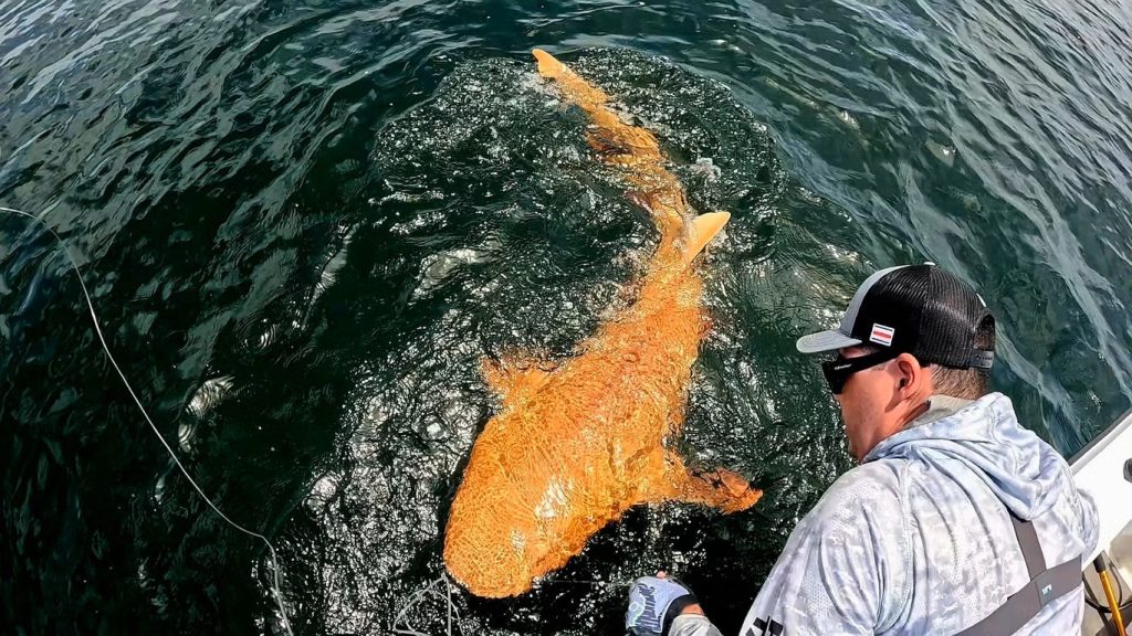 V Kostarice objevili podivnou žraloka s oranžovou kůží a bílýma očima