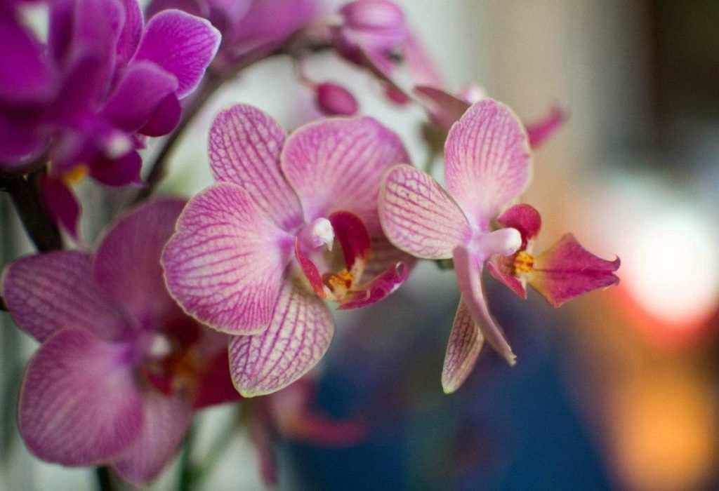 Použijte přírodní jogurt ke stimulaci kvetení vašich orchidejí: takto na to