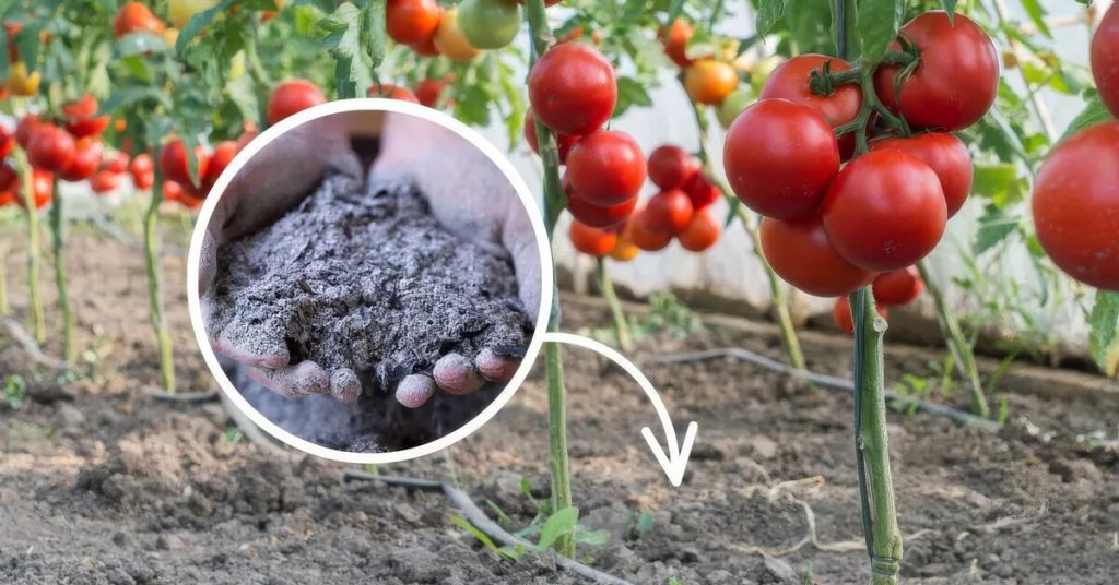 Jak hnojit rajčata dřevěným popelem? Potřebují ho na konci srpna. Na konci srpna je třeba rajčata stále hnojit, a to nejlépe přírodním způsobem.