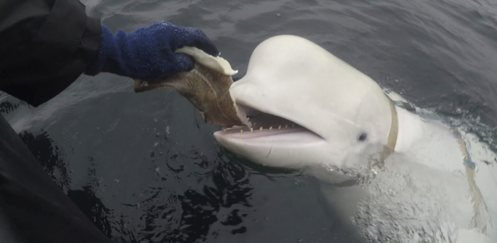 Beluga žádá loď o pomoc při záchraně zvířat a způsob, jakým za tento čin poděkuje, všechny překvapí: „Požádala nás, abychom ji následovali, protože chtěla pomoci.“