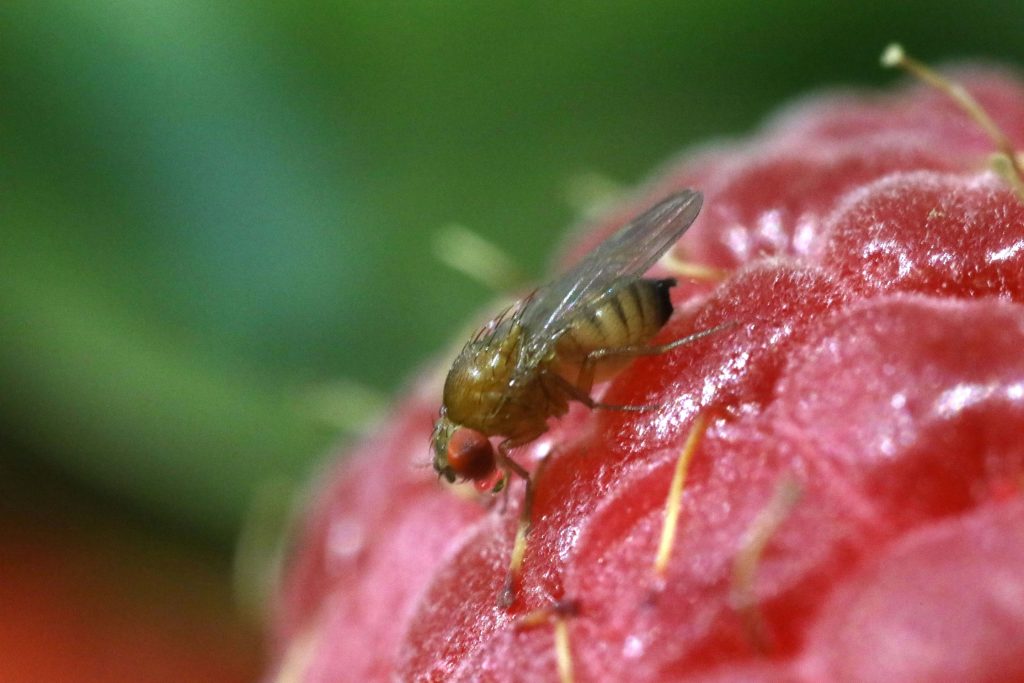 Mušky v kuchyni: velmi jednoduchá domácí past ze 3 ingrediencí