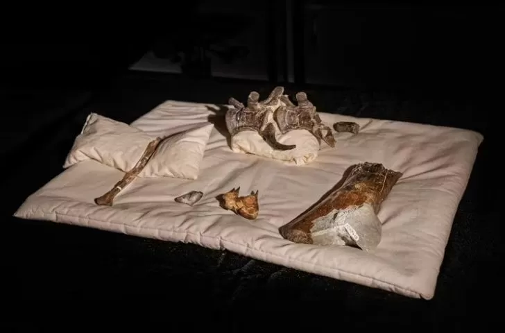Archeologický nález století: objev dosud neznámé zkameněliny dinosaura nutí přepsat historii evoluce