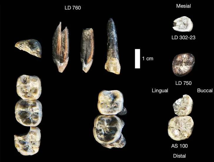 Nález tisíciletí. Objeven neznámý druh člověka, který mění historii evoluce a překvapuje svět