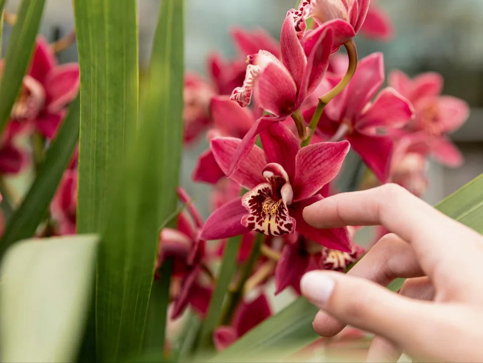 Kde zastřihnout orchidej po odkvětu? Jeden trik a budete mít dvakrát více poupat