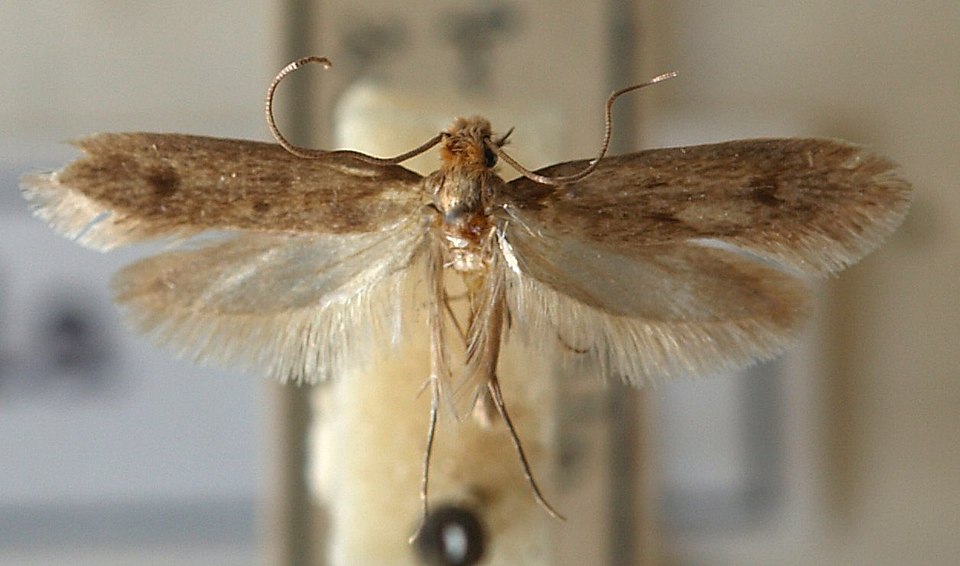 Nejpřirozenější způsob, jak se letos v létě zbavit molů ve vaší domácnosti bez použití insekticidů