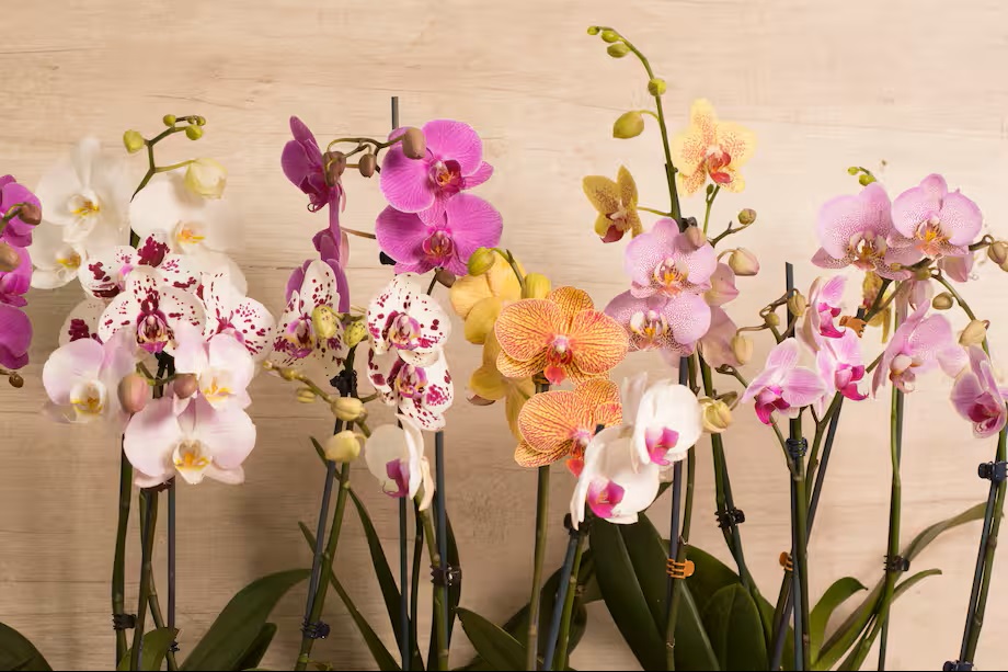 Jak oživit přelitou orchidej: podrobný návod