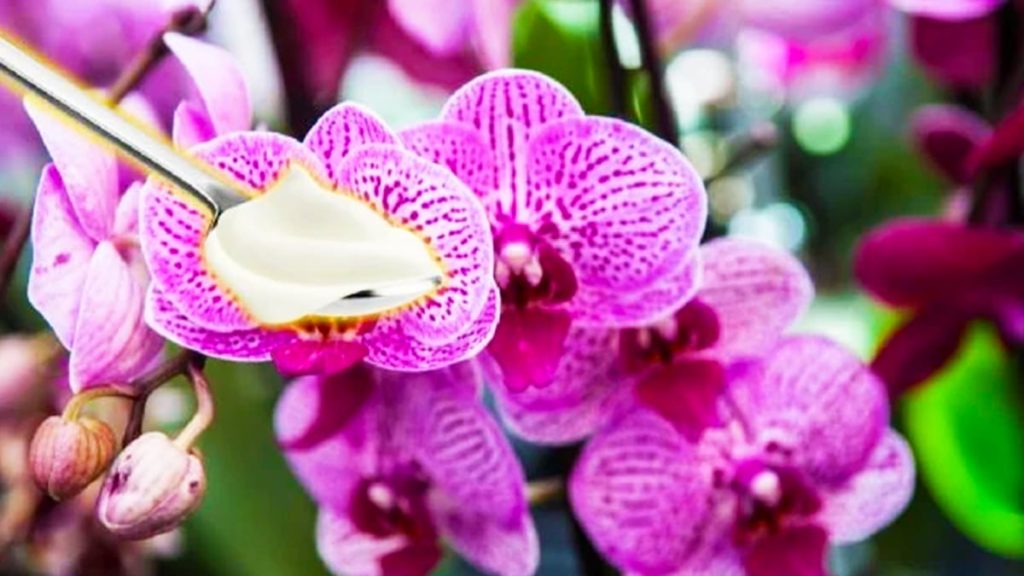 Použijte přírodní jogurt ke stimulaci kvetení vašich orchidejí: takto na to