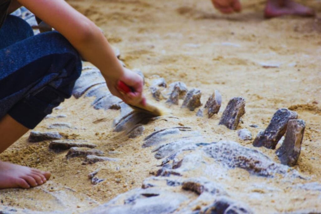 Nalezený zkamenělý pozůstatek nutí přepsat historii dinosaurů: taková byla nečekaná hierarchie dravců
