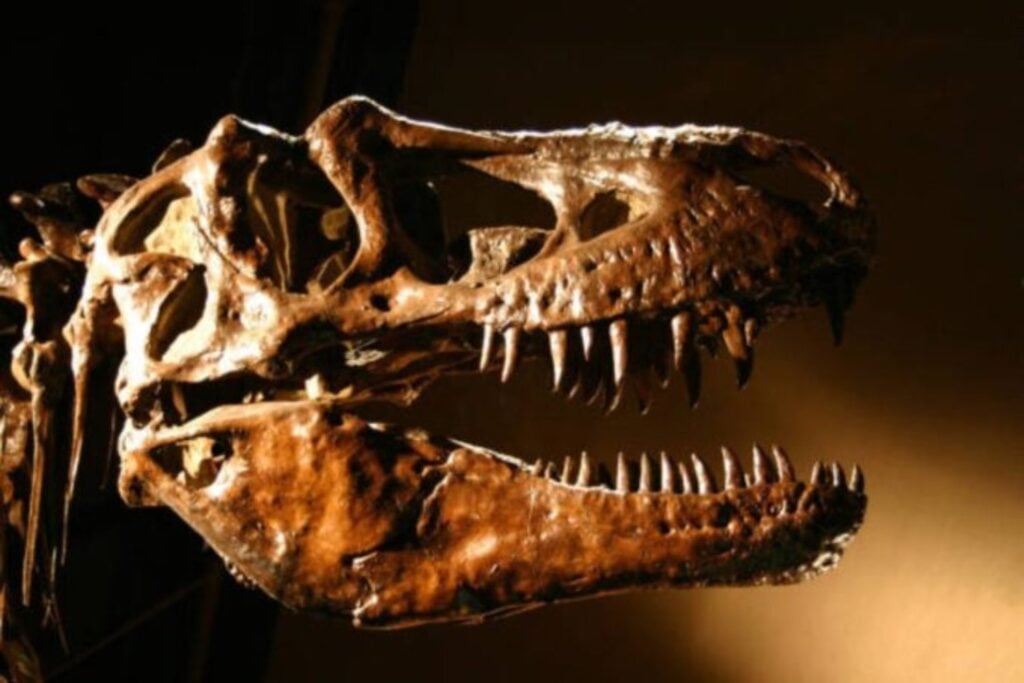 Nalezený zkamenělý pozůstatek nutí přepsat historii dinosaurů: taková byla nečekaná hierarchie dravců