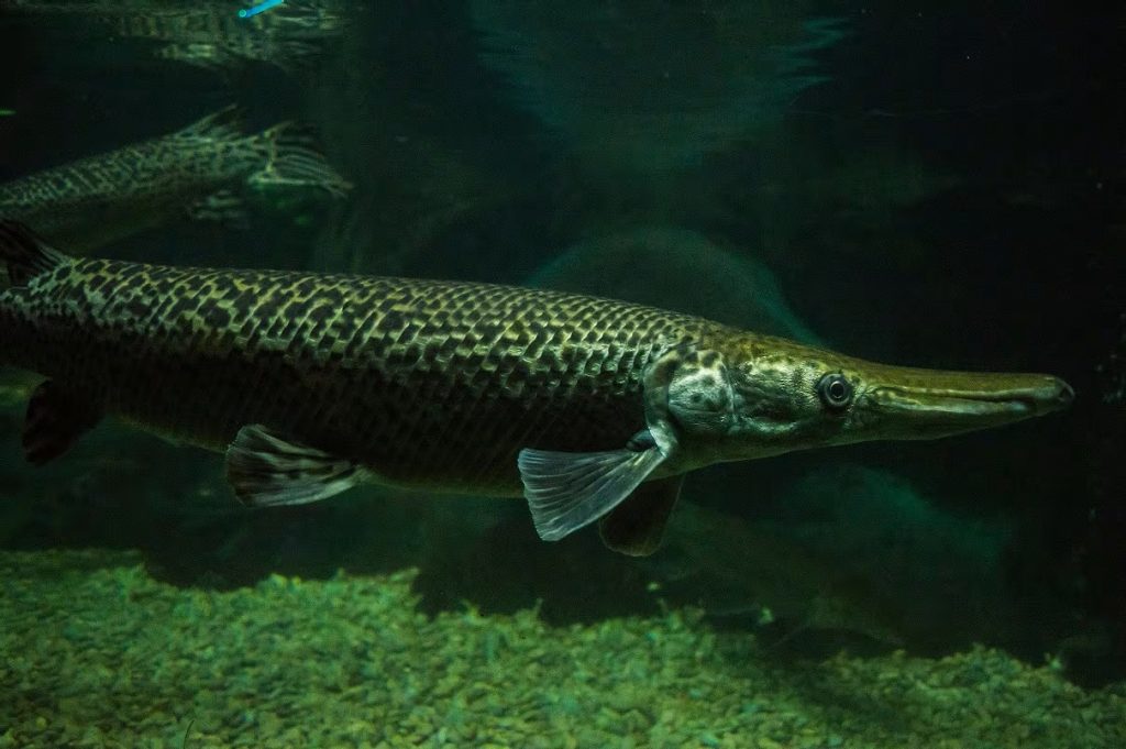 Vědci se snaží zabránit vyhynutí ryby, která žije asi 157 milionů let a je ohrožena vyhynutím z velmi nespravedlivého důvodu.
