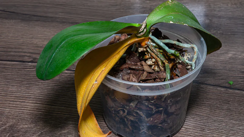Vylijte do květináče. Orchidej bude k nepoznání