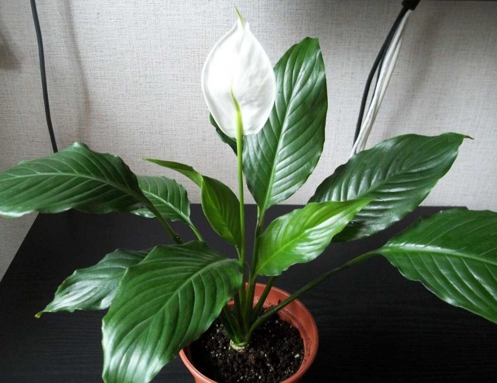 Tento kuchyňský odpad je skvělým hnojivem pro spathiphyllum. Bílé květy po něm kvetou jako bláznivé
