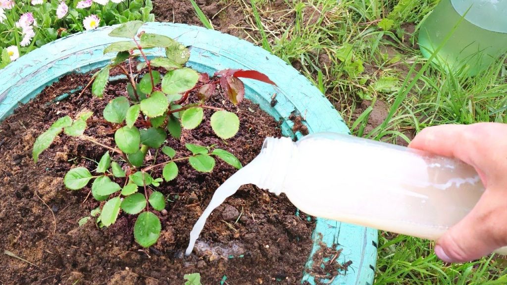 Stačí zředit a zalít, aby růže znovu rozkvetly. Toto hnojivo nikdy nezklame