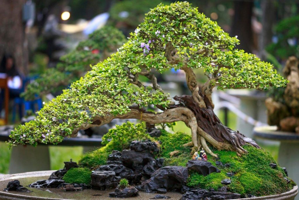 Tento bonsai voní jako luxusní parfém. Pěstujte ho doma i na zahradě