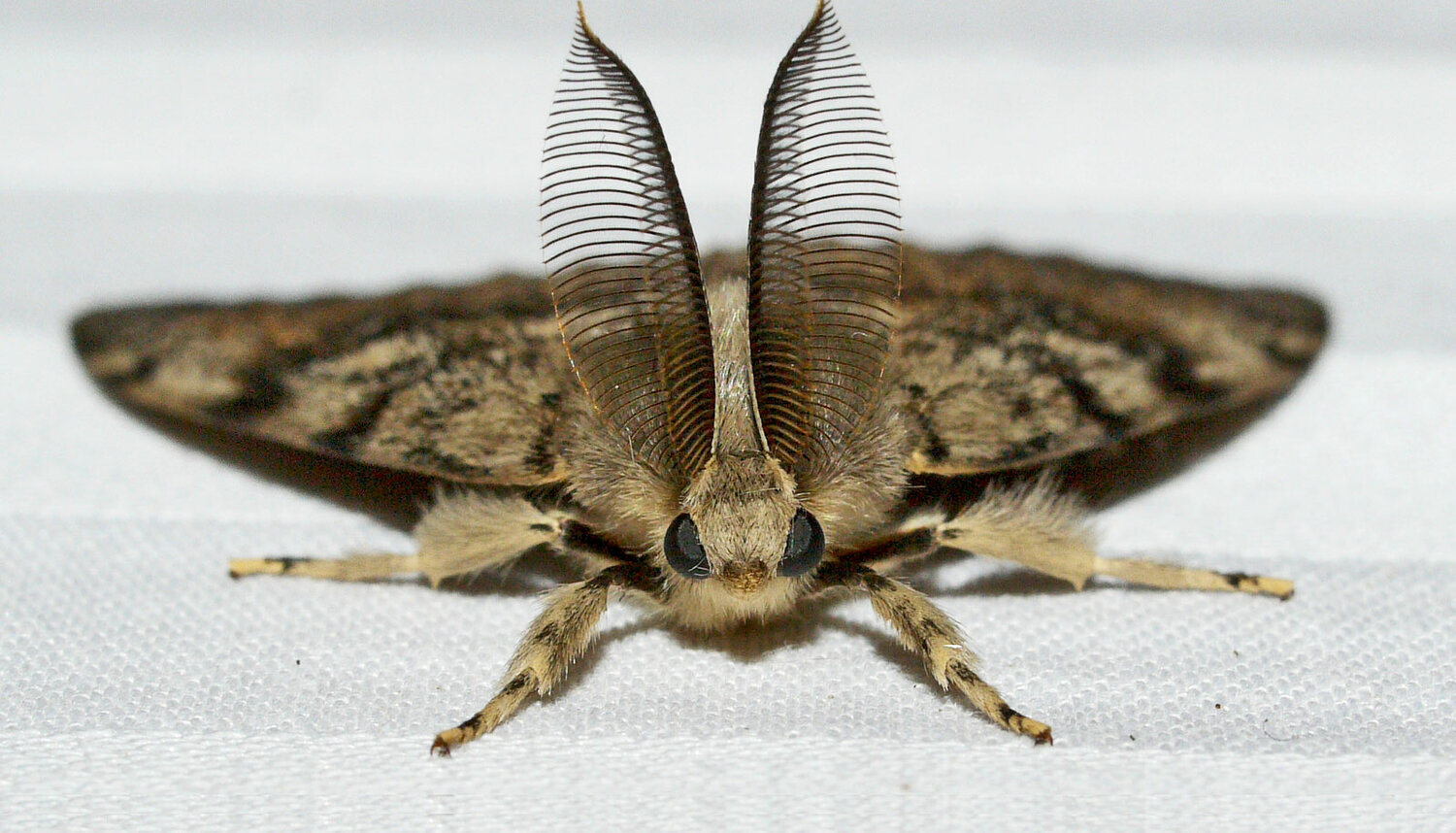 Nejpřirozenější způsob, jak se letos v létě zbavit molů ve vaší domácnosti bez použití insekticidů