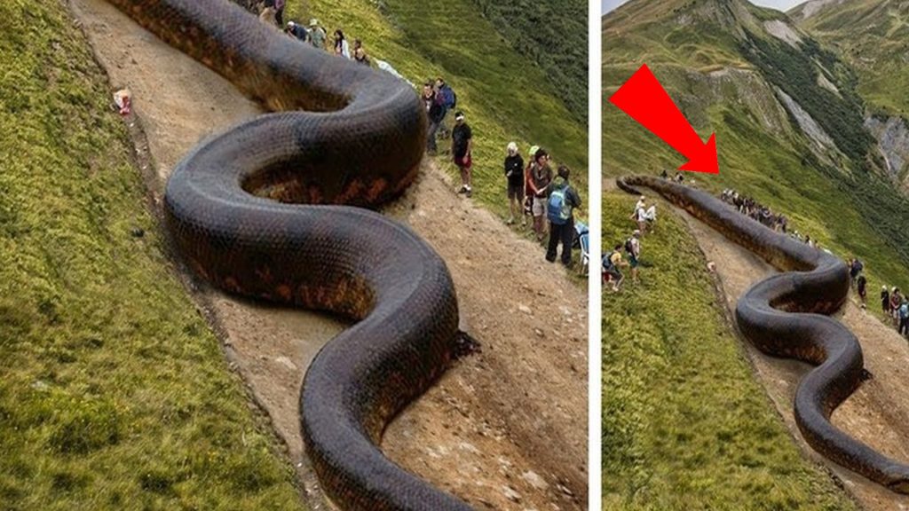 Obrovský had žijící v Latinské Americe: dosahuje délky 6,3 metru a váží téměř 200 kilogramů.