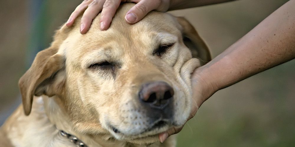 Význam toho, že člověk chce pohladit všechny psy, které vidí na ulici, z psychologického hlediska