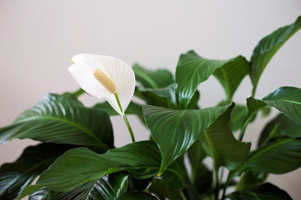 Vaše spathiphyllum nekvete? Poté se nový pupen objeví za dva týdny