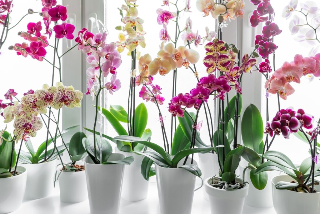 Levné domácí hnojivo, které může zachránit i umírající orchidej