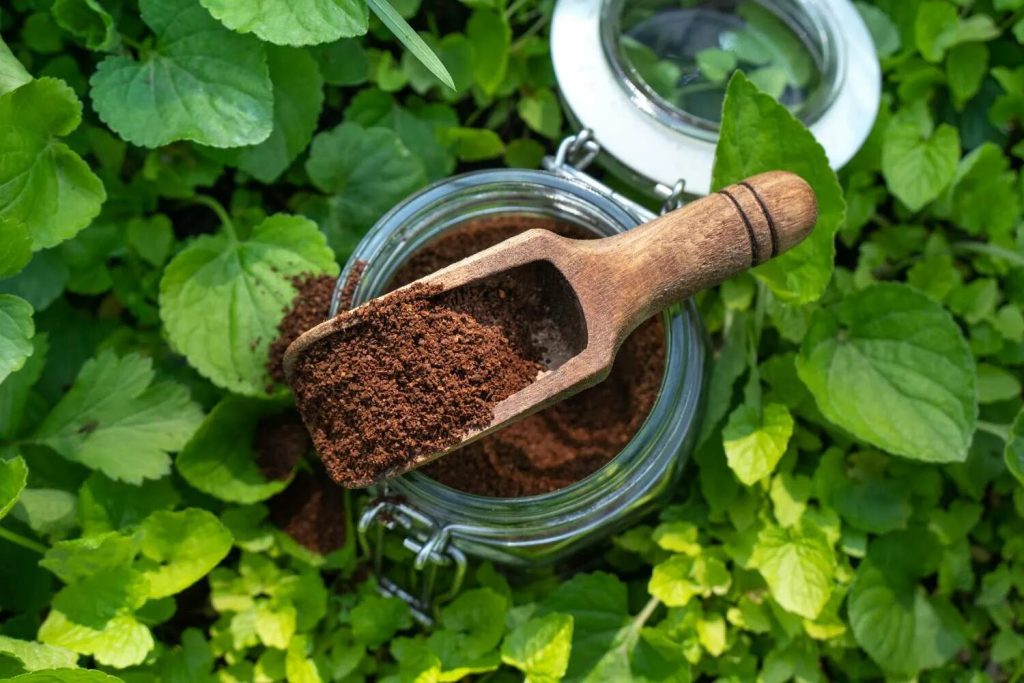 Nájezd mravenců v srpnu a září? Přirozené a ekonomické způsoby ochrany zahrady a sadu bez pesticidů