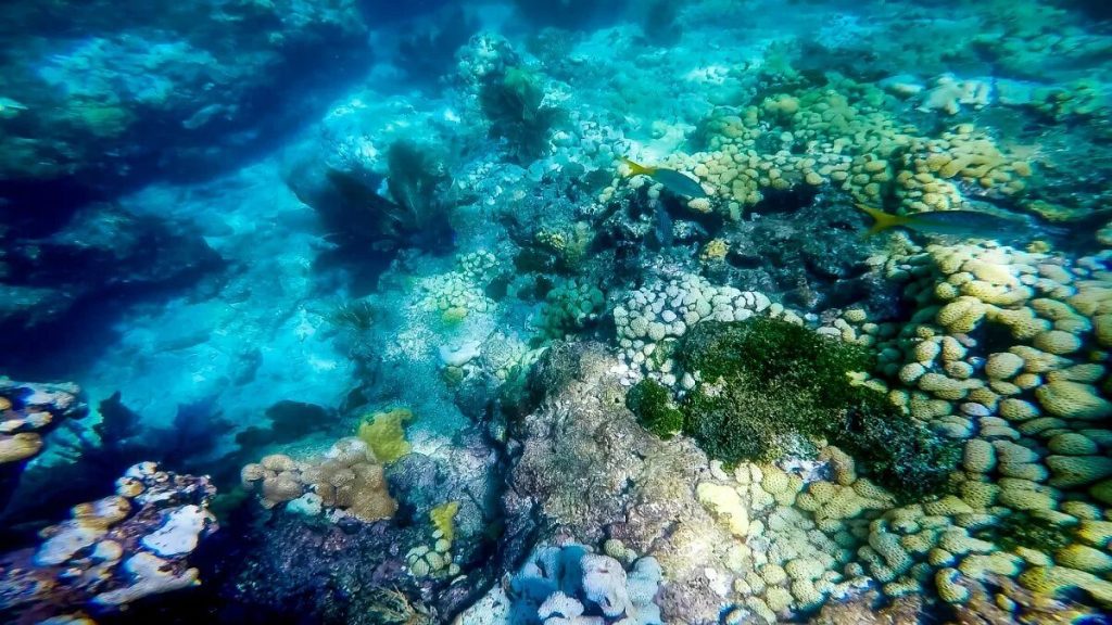 Nová studie ukázala, že probiotikum zpomaluje šíření nemocí mezi korály na Floridě
