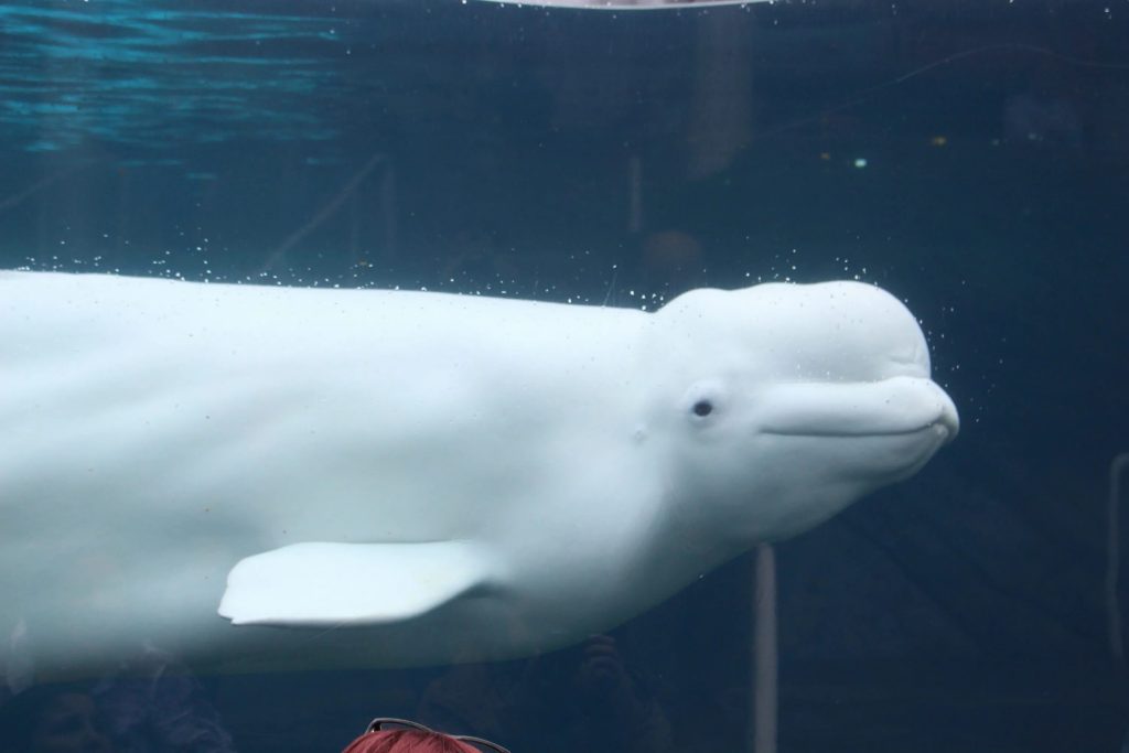 Beluga žádá loď o pomoc při záchraně zvířat a způsob, jakým za tento čin poděkuje, všechny překvapí: „Požádala nás, abychom ji následovali, protože chtěla pomoci.“