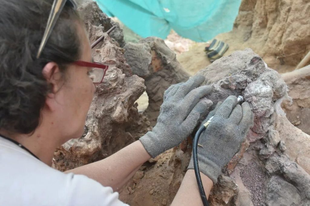 Vědci nevěří svým očím: v Žerone byl nalezen zkamenělý pozůstatek neznámého druhu krtka, který převrátil představy o evoluci
