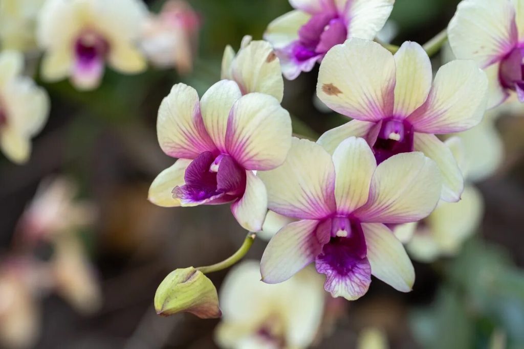 Jak oživit orchidej: tři způsoby, jak ji vrátit k životu