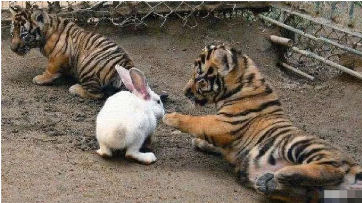 Dánská zoo žádá o darování živých zvířat jako potravu pro dravce výměnou za daňové úlevy pro jejich majitele.