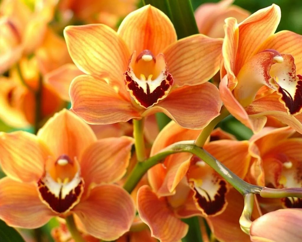 Levné domácí hnojivo, které může zachránit i umírající orchidej