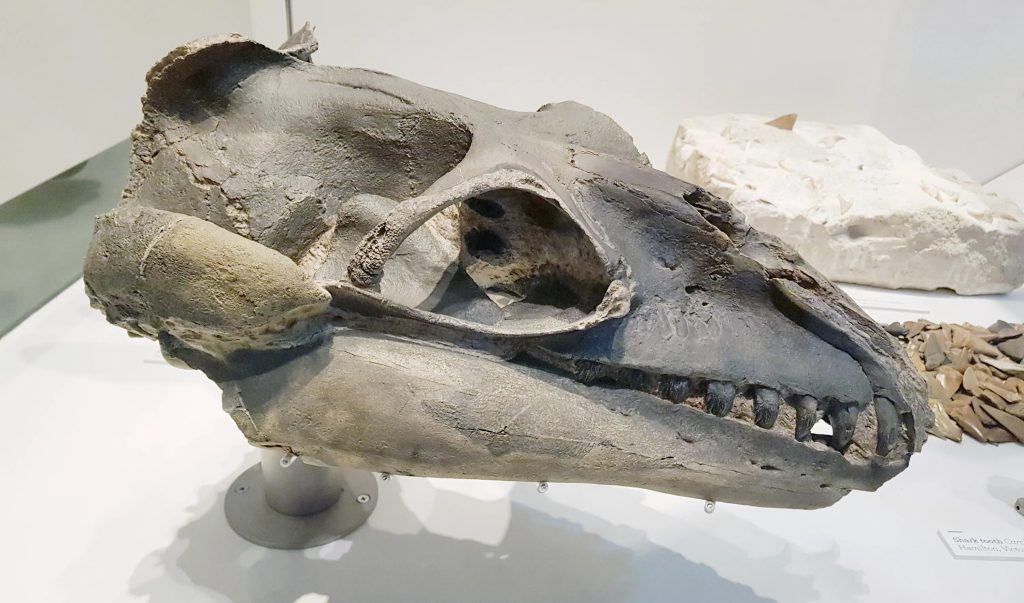 Tento velryb plaval u pobřeží Austrálie. Objevil ho surfař. Jeho zuby připomínají žraločí.
