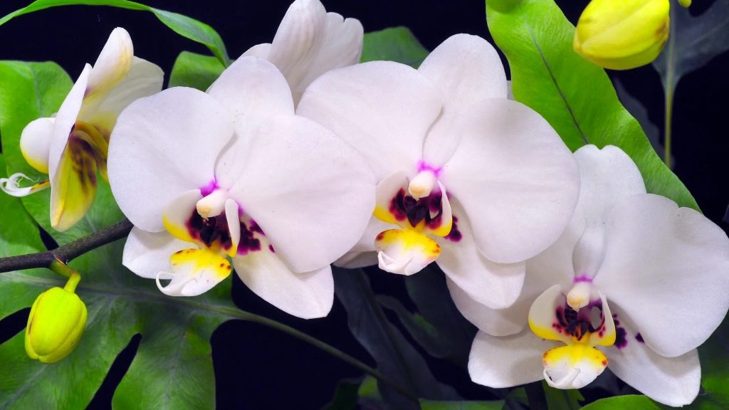Levné domácí hnojivo, které zachrání i umírající orchidej.