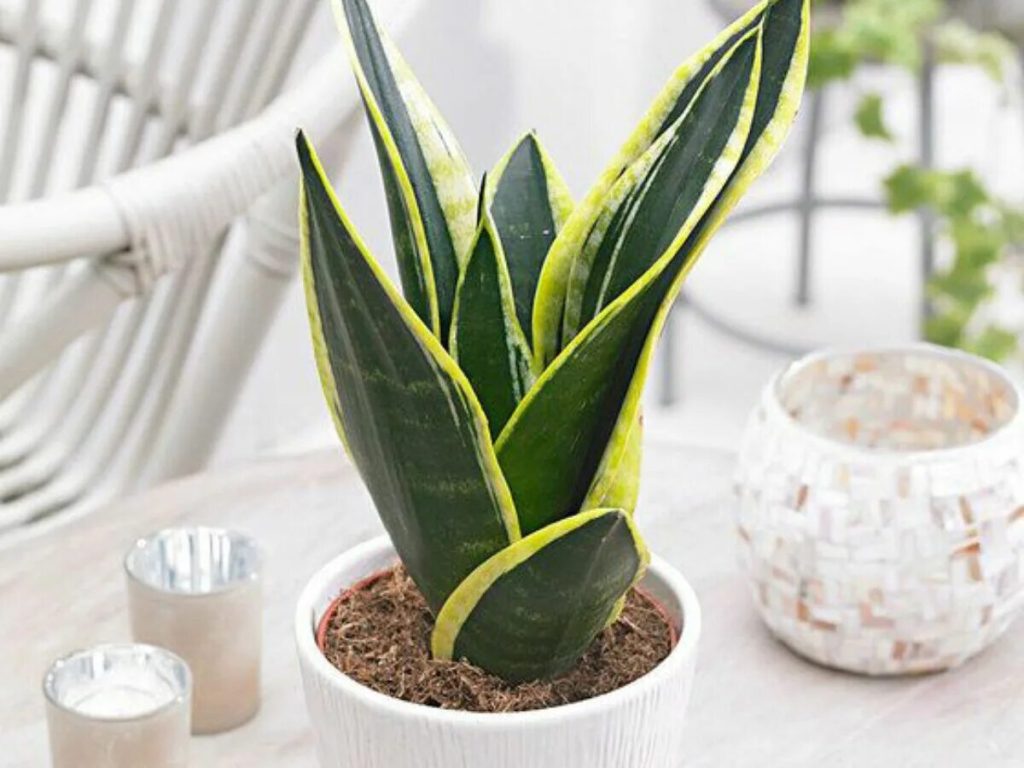 Lepší než sansevieria: rostlina, která čistí vzduch a odstraňuje škodlivé toxiny, podle údajů NASA