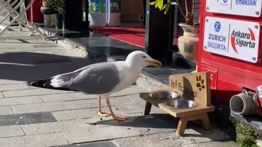 Je to jako ve filmu, ale je to skutečná realita: dvě rachotky se naučily mňoukat, aby získaly jídlo od toulavých koček