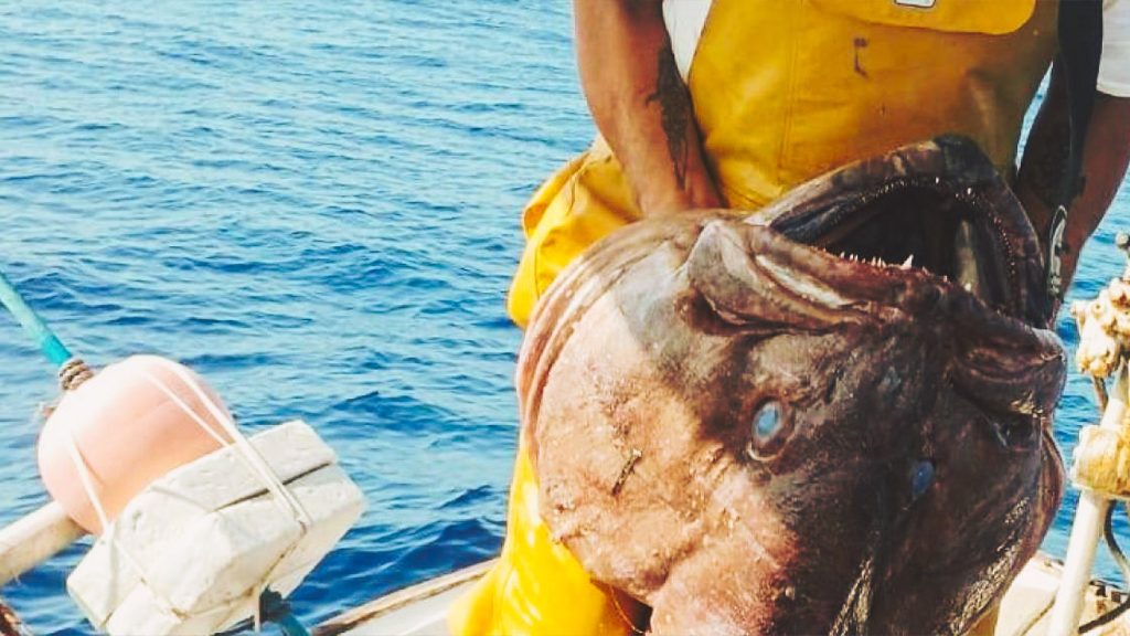 Rybáři z ostrova Formentera ulovili obrovského exempláře vážícího 49 kilogramů: „Může mu být 50 nebo 60 let.“