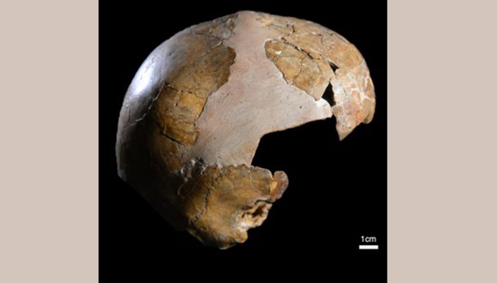 Byla nalezena nejstarší stopa křížení neandrtálců a Homo sapiens: lebka dítěte, které žilo před 140 000 lety.